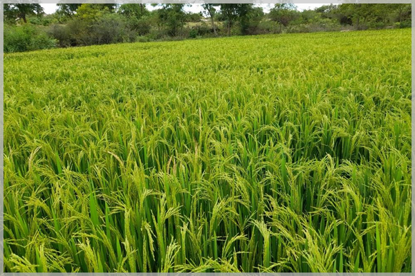 The
											best homestay in alleppey